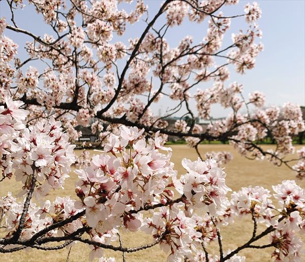 富山県中央植物園　さくらまつりを前に桜満開！